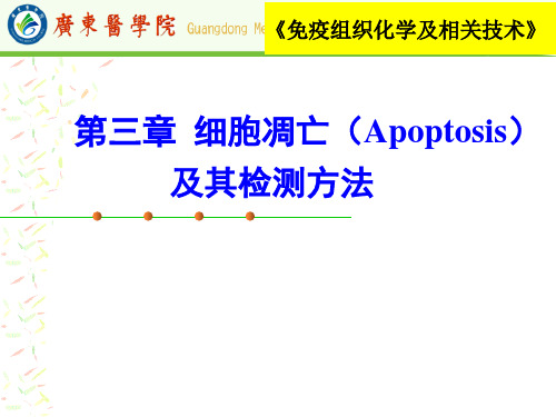 细胞凋亡及其形态学检测方法(-精品医学课件)