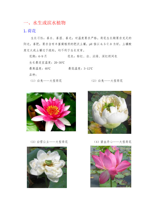 水生垂直绿化植物