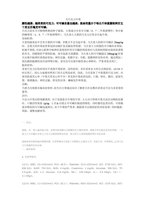 犬巧克力中毒