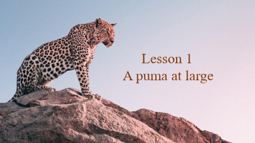 新概念英语第三册Lesson1Apumaatlarge逃遁的美洲狮课件