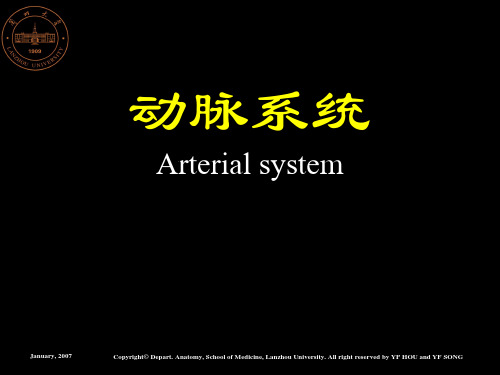 人体解剖学.动脉系统
