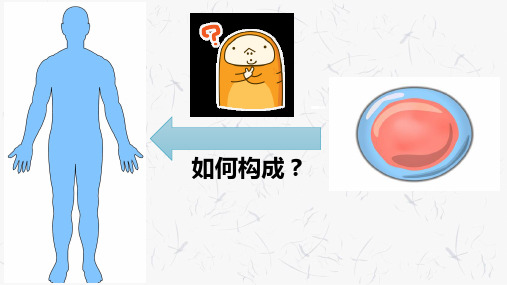 人教版生物七年级上册.2动物体的结构层次课件