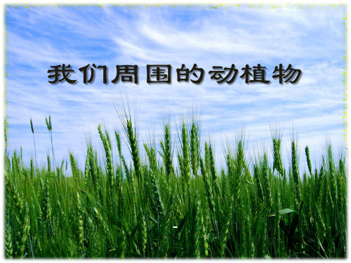 202X秋青岛版(五四制)科学三上1.3《我们周围的动植物》ppt课件