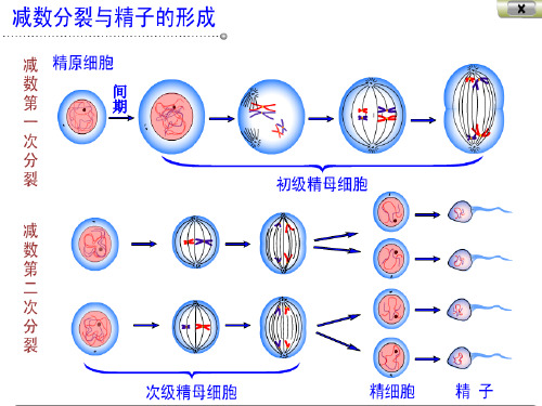 遗传的染色体学说