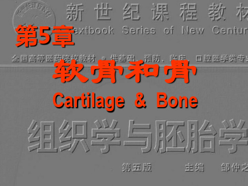 组织学与胚胎学之软骨和骨