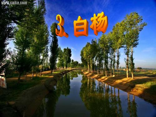 人教版五年级语文下册《白杨》课件