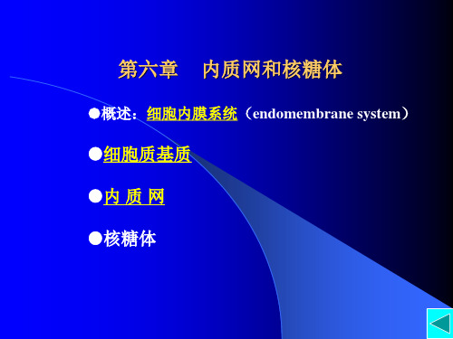 内质网与核糖体的区分和意义