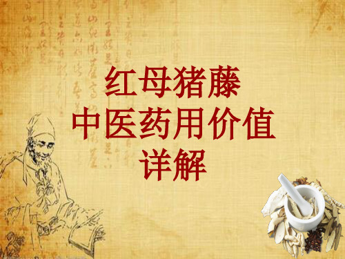 中药学_红母猪藤_药材详解课件模板