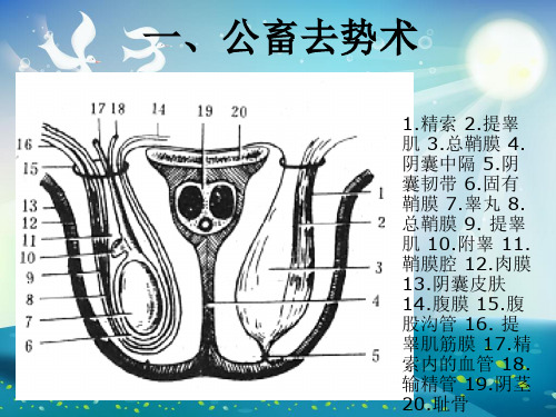 阉割术课件