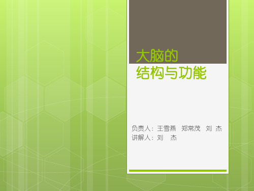 大脑的结构与功能