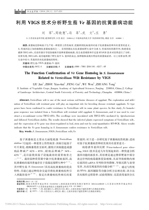 利用VIGS技术分析野生茄Ve基因的抗黄萎病功能_刘军