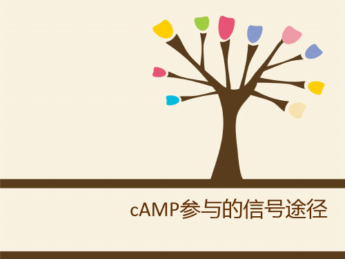 cAMP信号通路