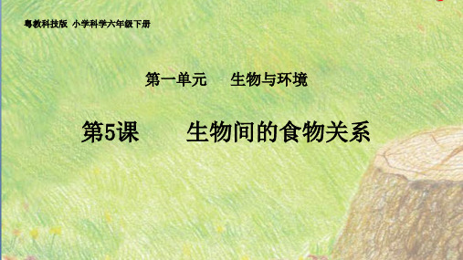 《生物间的食物关系》PPT完美课件粤教版小学1