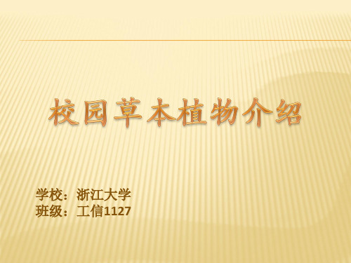 校园草本植物介绍