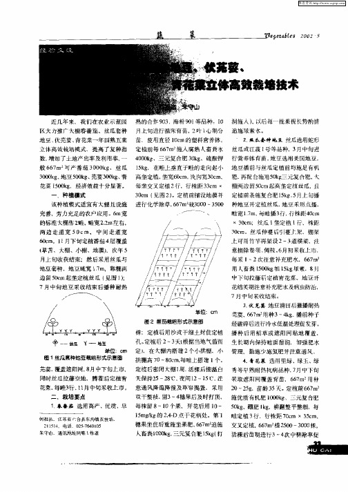 大棚春番茄、丝瓜套种地豆、伏芫荽、青花菜立体高效栽培技术