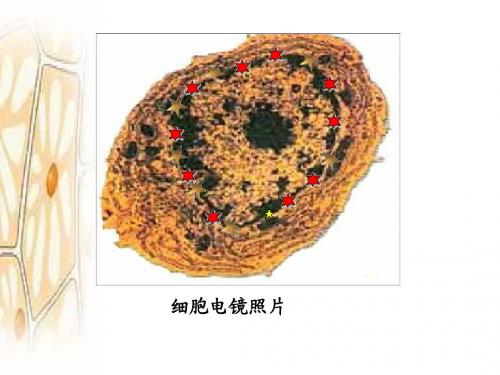 人教版教学课件第3节 细胞核——系统的控制中心课件