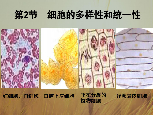 必修一生物1.2细胞多样性和统一性课件 共37张