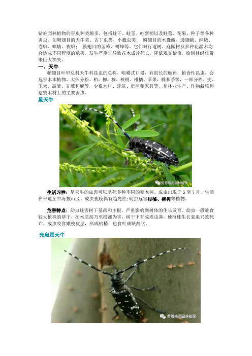 园林常见钻蛀性害虫分类及防治方法.