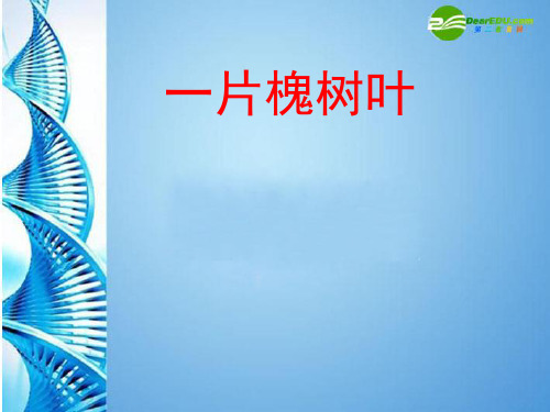 八级语文下册《一片槐树叶》课件 语文(通用)