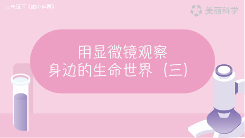 (新编)最新教科版小学六年级科学下册《用显微镜观察身边的生命世界(三)》教学课件