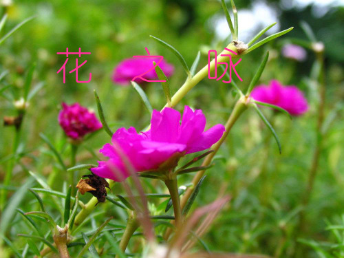花之咏
