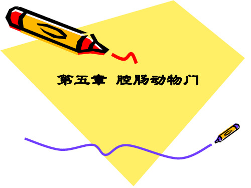 Chapter V 腔肠动物门