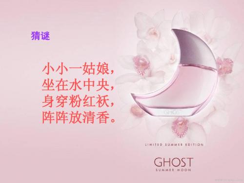 《莲文化的魅力》PPT