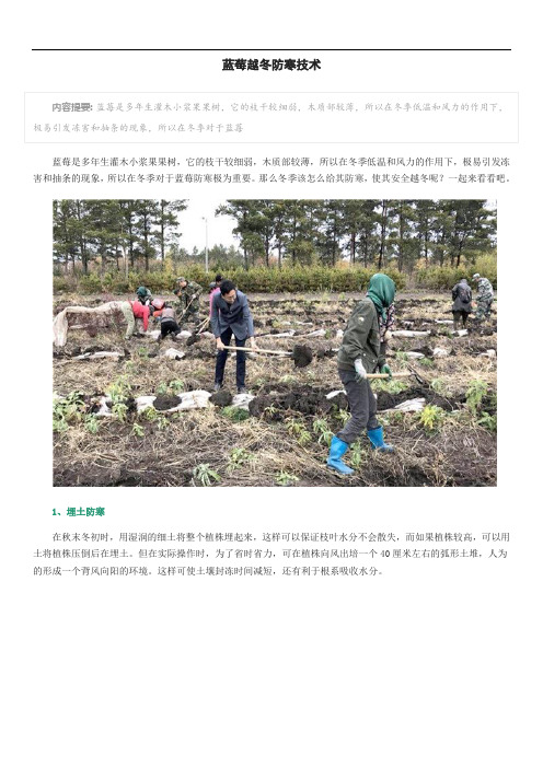 蓝莓越冬防寒技术