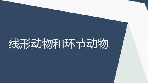 人教版八年级上册第一章第二节 线形动物和环节动物 课件 (共19张PPT)