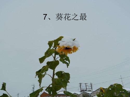 六年级语文下册课件-2.2 葵花之最 ▎冀教版(共14张PPT)