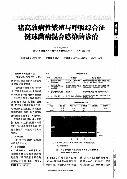 猪高致病性繁殖与呼吸综合征链球菌病混合感染的诊治