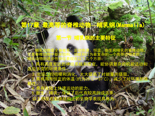 哺乳动物进化特征与进化地位
