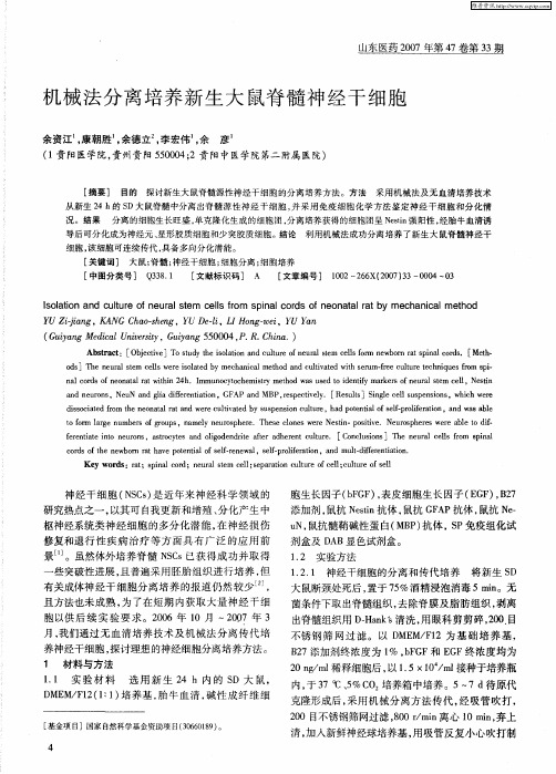 机械法分离培养新生大鼠脊髓神经干细胞