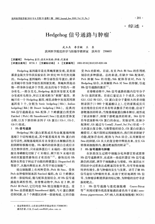 Hedgehog信号通路与肿瘤
