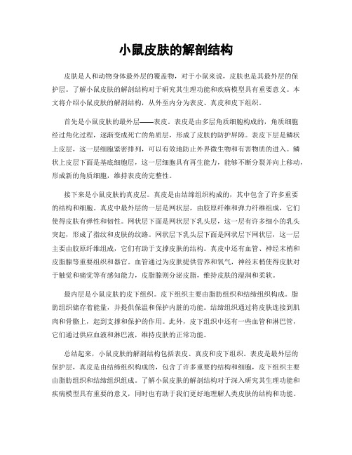 小鼠皮肤的解剖结构