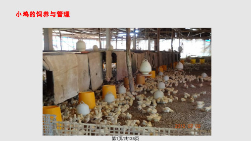 雏鸡的饲养与管理PPT课件