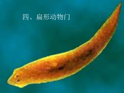 扁形动物