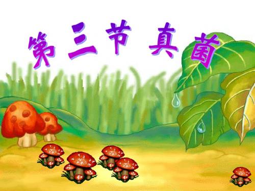 第四章第三节《真菌》