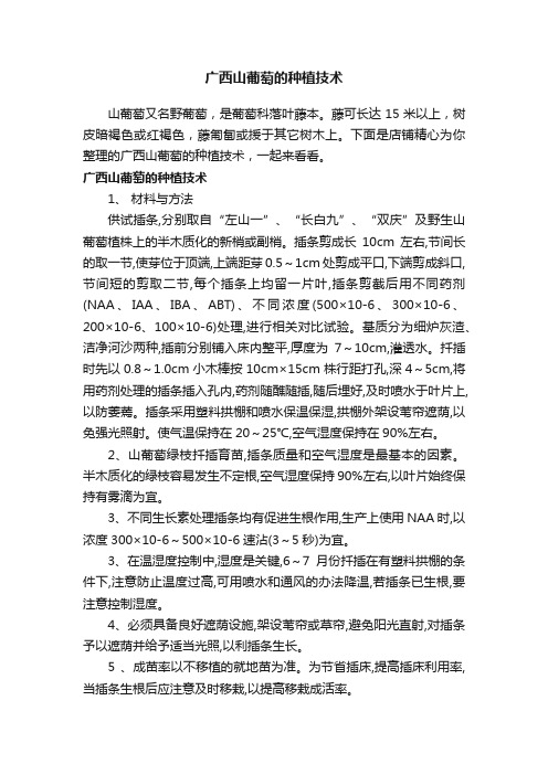 广西山葡萄的种植技术