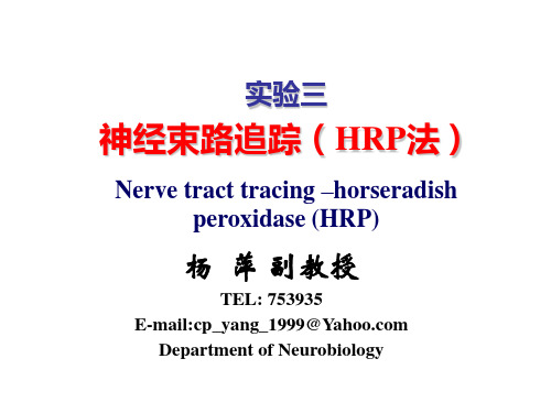 HRP