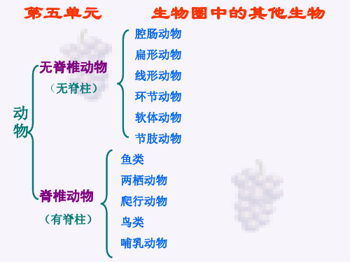 八年级生物上册期中复习课件新人教版