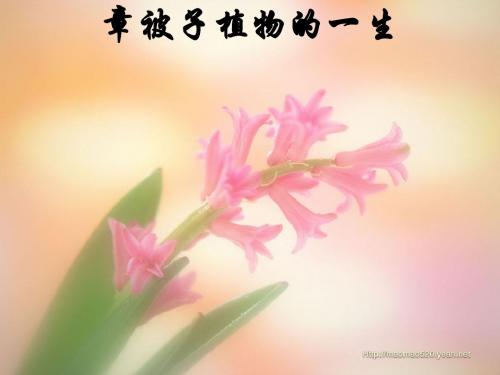 被子植物的一生PPT课件1