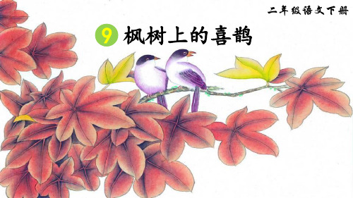 部编版二年级语文下册第9课《枫树上的喜鹊》优质教学课件