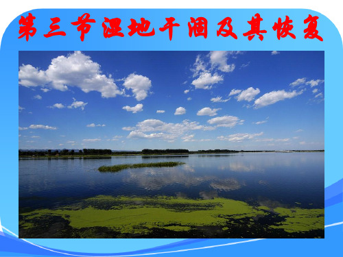 《湿地干涸及其恢复》课件(人教版选修6)
