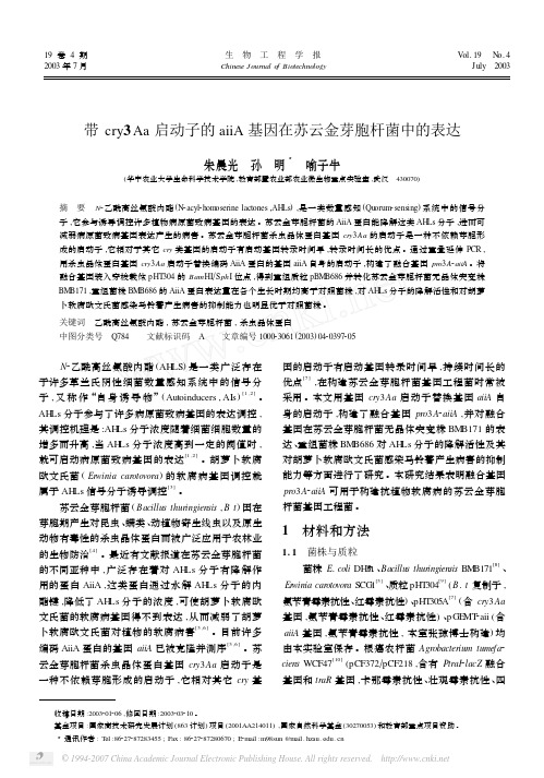带cry3Aa启动子的aiiA基因在苏云金芽胞杆菌中的表达