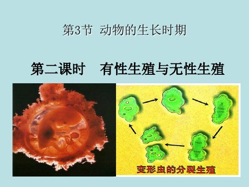 1.3动物的生长时期(2)-浙教版七年级科学下册课件(共16张PPT)