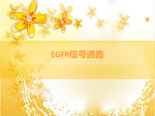 EGFR信号通路
