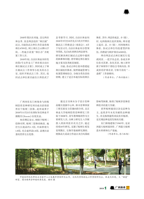 东门林场诞生世界首株三倍体桉树