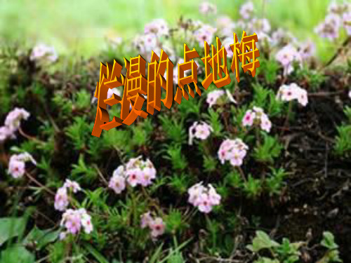烂漫的点地梅ppt课件(含素材)精选教学PPT课件