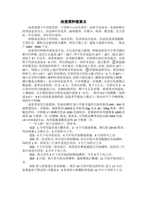 油麦菜